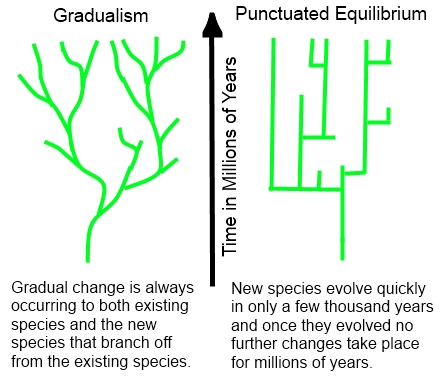 Difference Between Gradualism and Punctuated Evolution